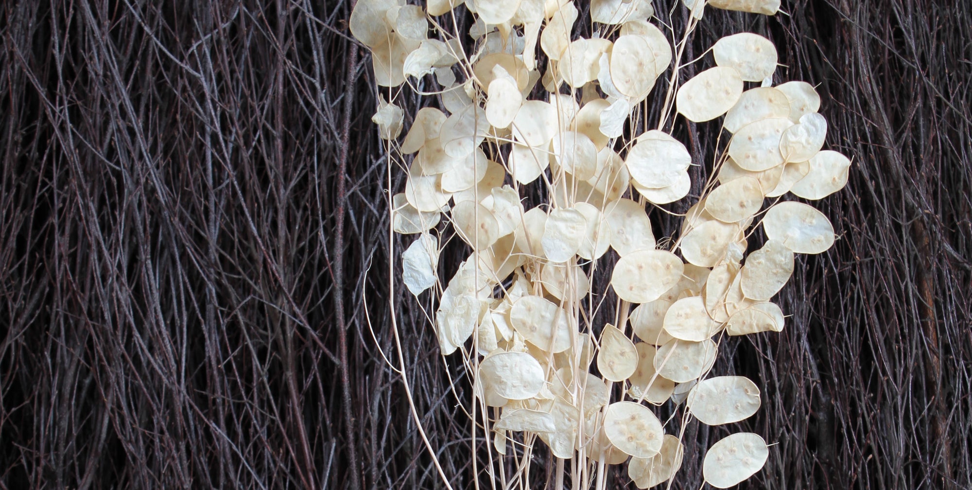 Dried Foliage Bleached