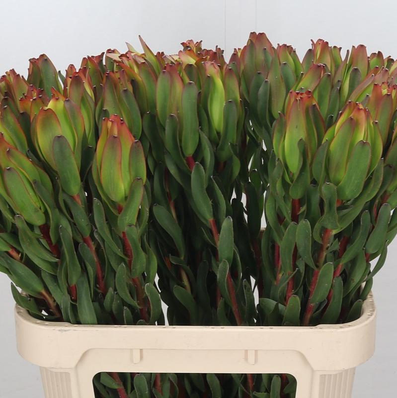 Leucadendron &#39;Laurel Yellow&#39; (Various Lengths)