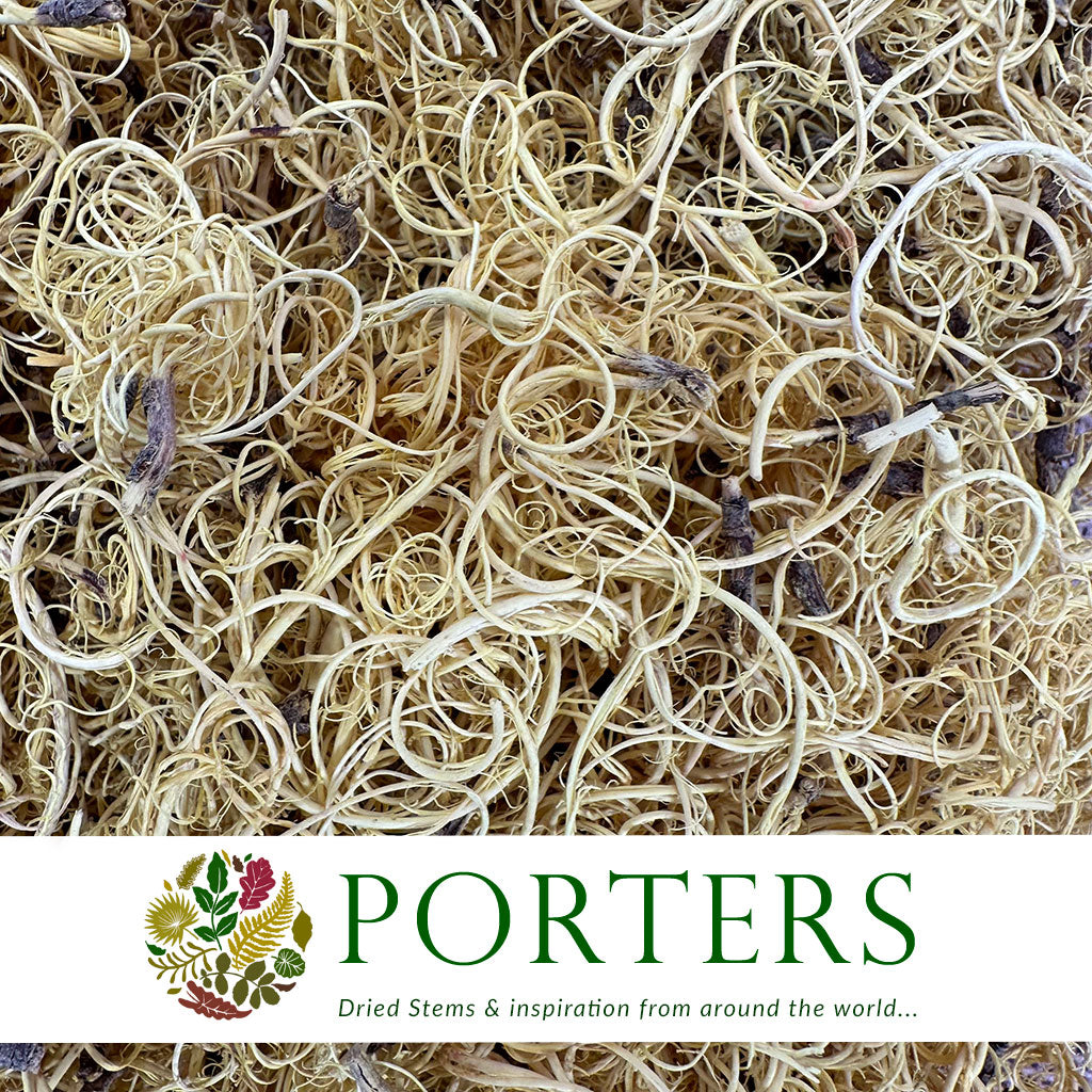 Moss &#39;Curly Moss&#39; (Bleached) (DRY) (500g)