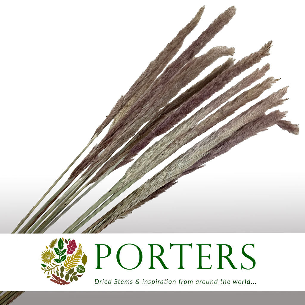 Grass &#39;Pampas&#39; (Fluffy Baby) (Natural) (DRY) (Various Sizes)