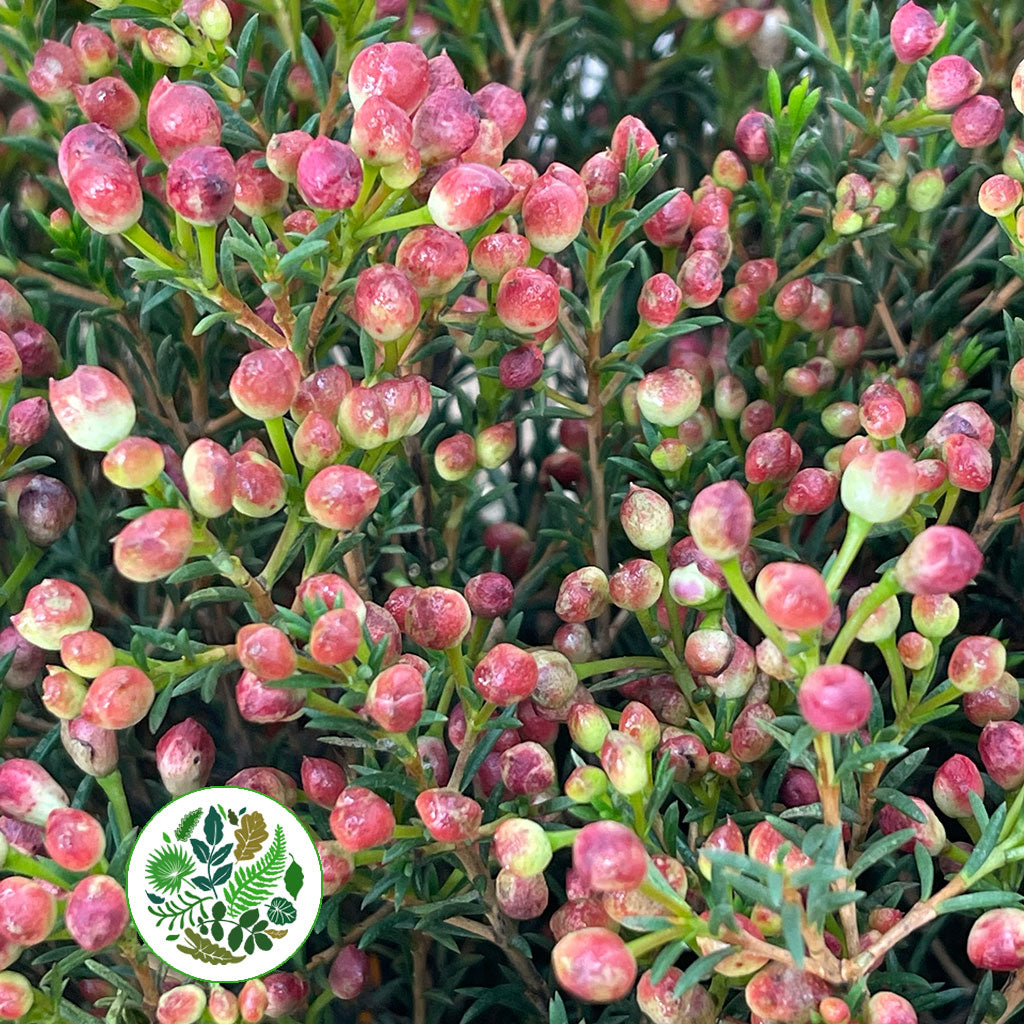 Wax Flower &#39;Adi&#39; Buds (Various Lengths)