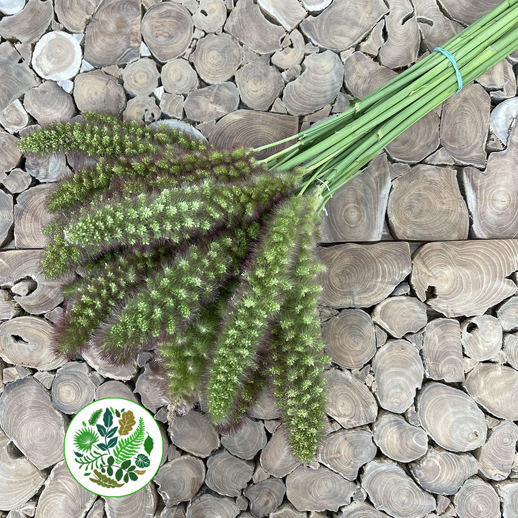 Setaria Italica &#39;Noam&#39; Grass (Various Lengths)