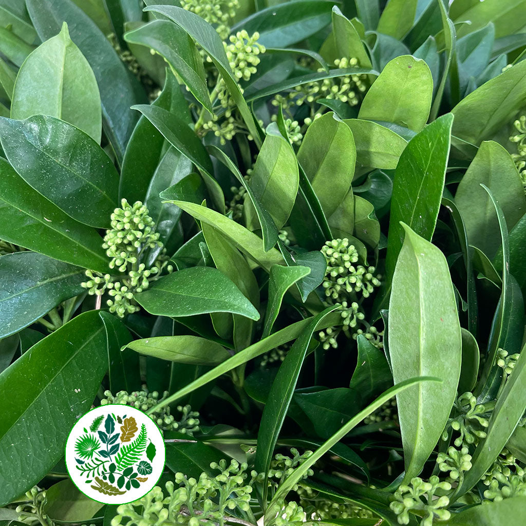 Skimmia &#39;Green&#39; (Various Sizes)