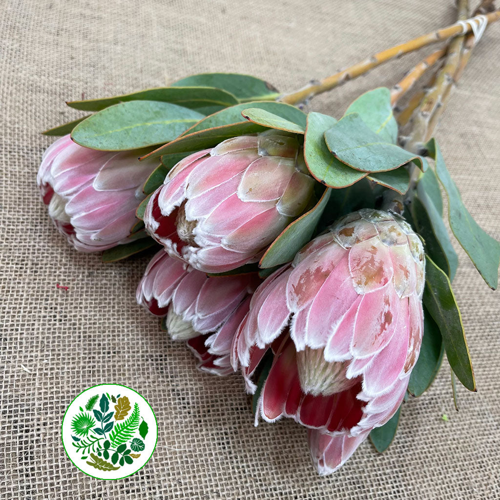 Protea &#39;Penny Pink&#39; (Various Lengths)