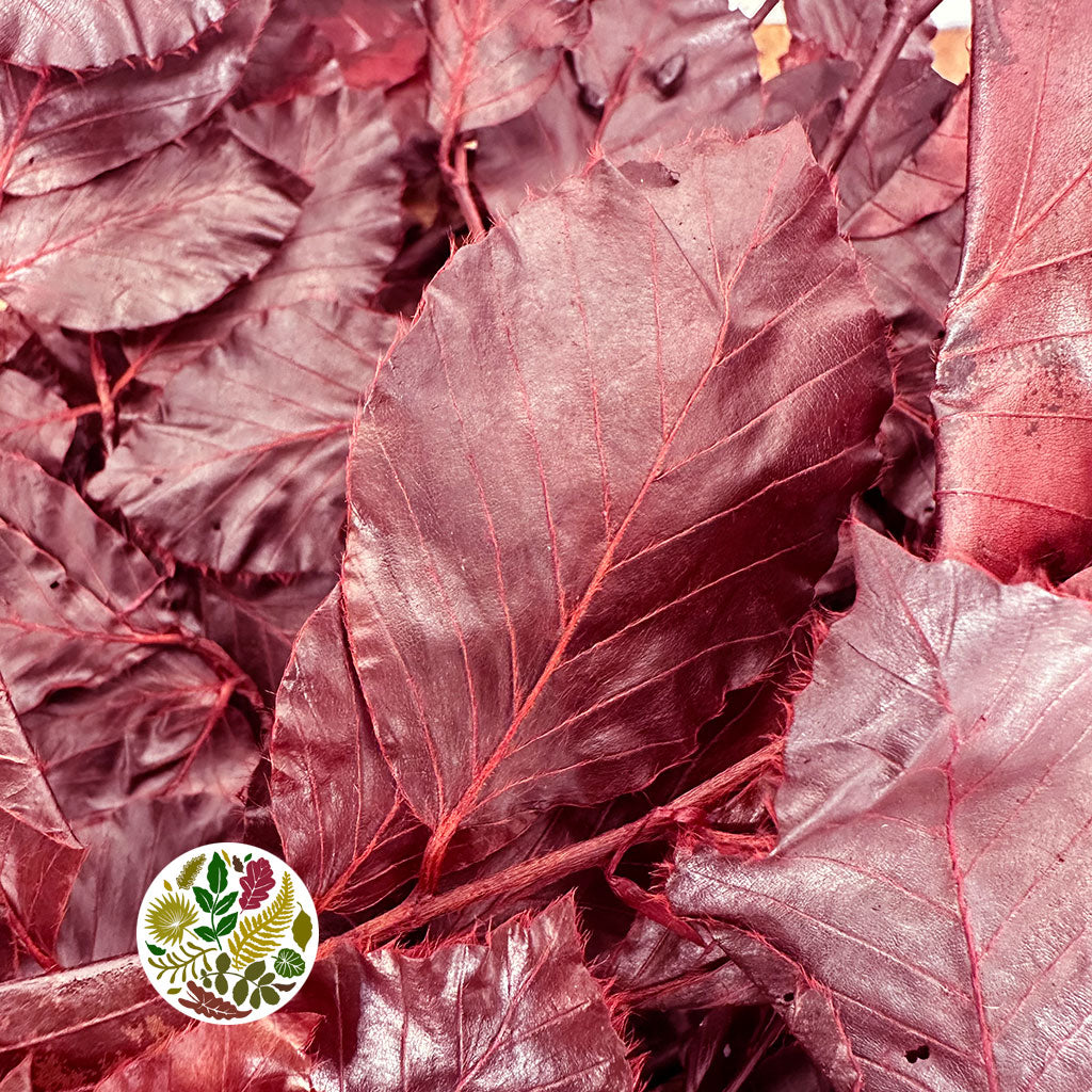 Beech &#39;Tall Red&#39; (Preseved) (Tall) (DRY) 1Kg