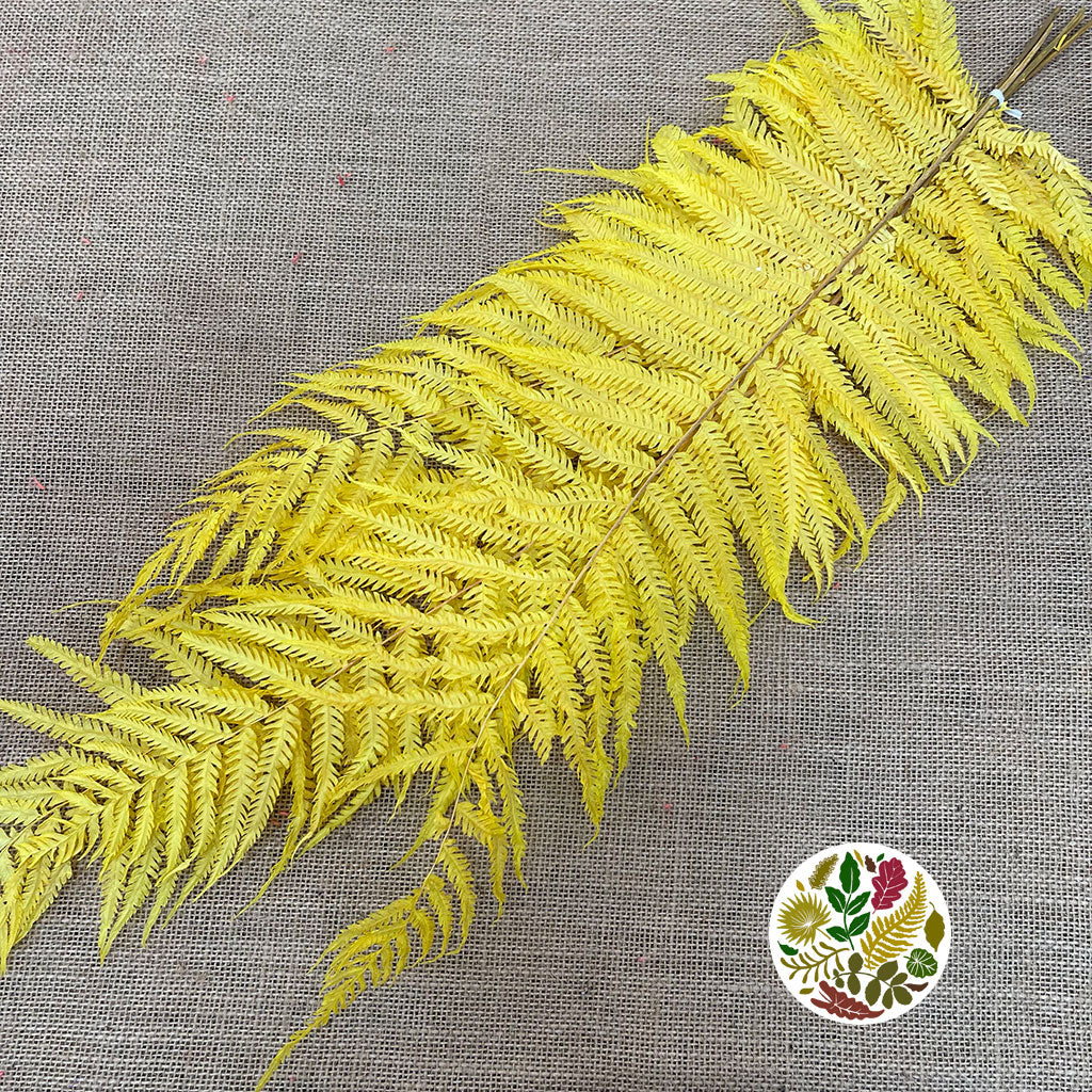 Fern &#39;Royal Fern&#39; (DRY) (Various Colours) 70cm (x5)