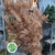 Pine Stems Painted (Various Colours) 'Alaskan Pine' 190cm (Per stem)