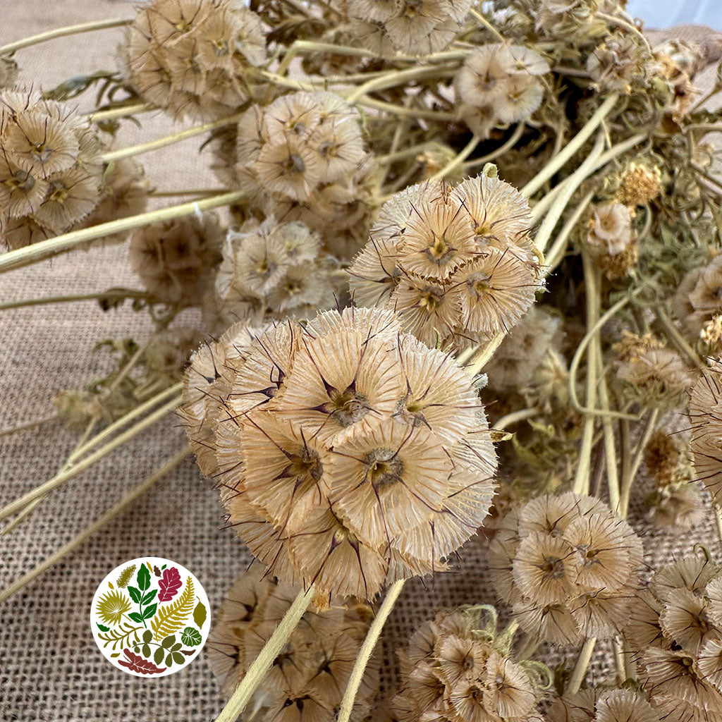 Scabious &#39;Star Seed Heads&#39; (Natural) (DRY)