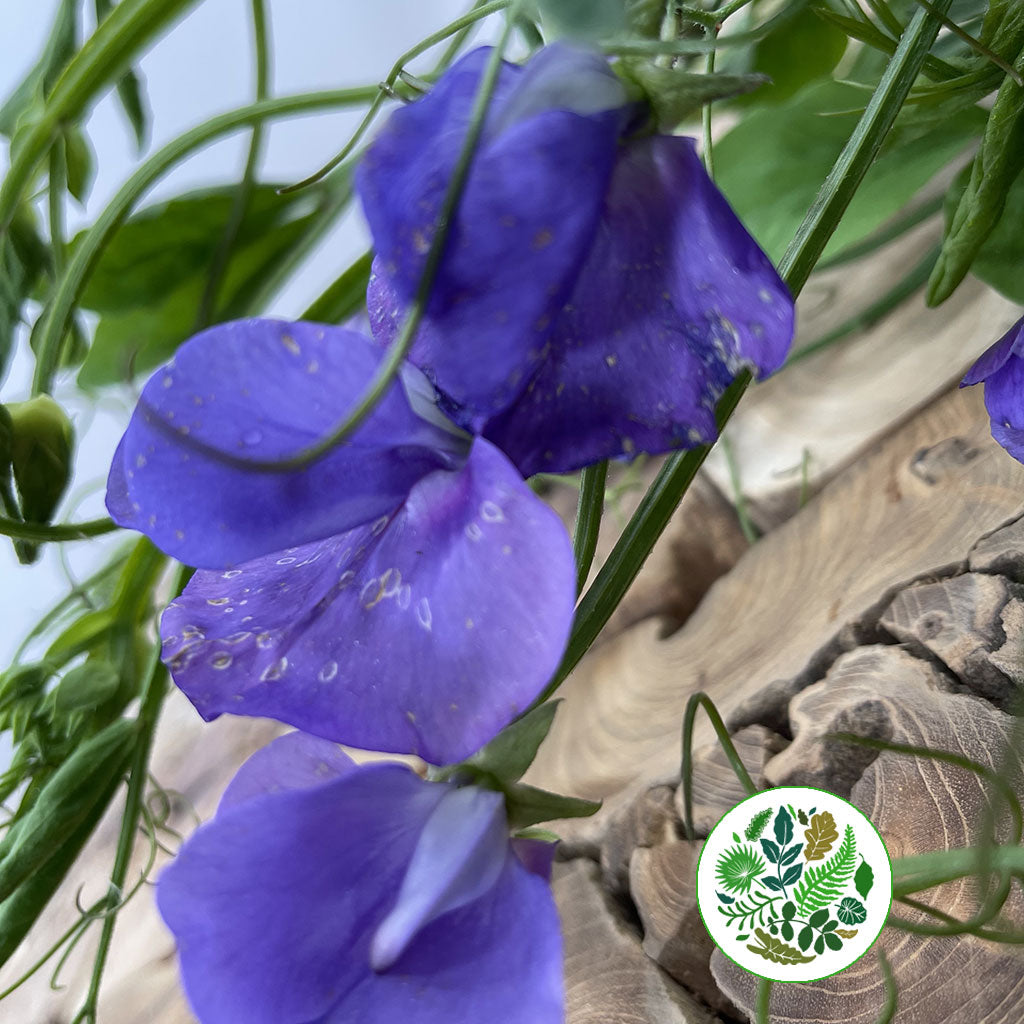 Sweet Pea &#39;Trailing&#39; (Wild) (Loose Bundle)