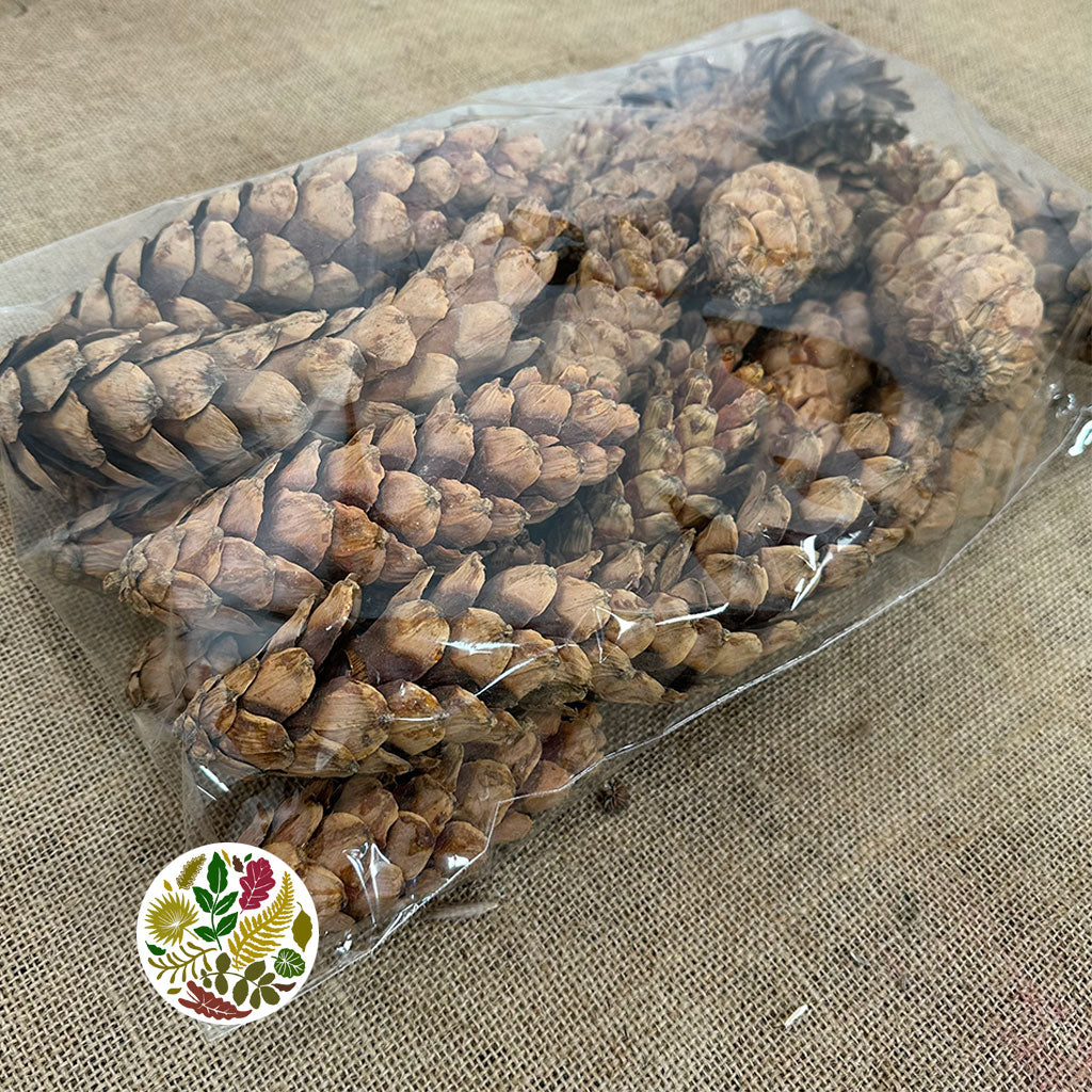 Cones &#39;Strobus&#39; (Natural) (DRY) (Various Sizes)