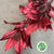 Magnolia 'Foliage' (Painted Metallic) (Various Colours) 80cm (300g)