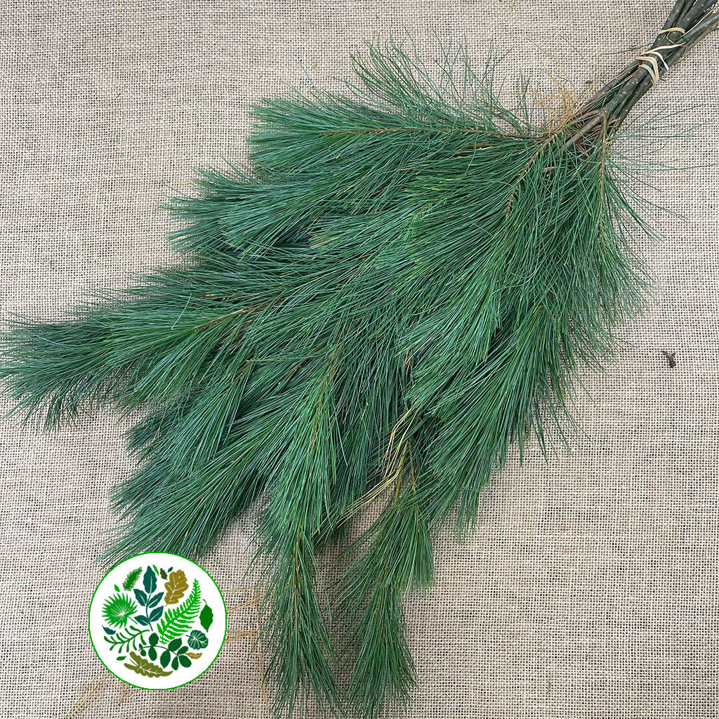 Pine &#39;Kiefer&#39; (Various Lengths)