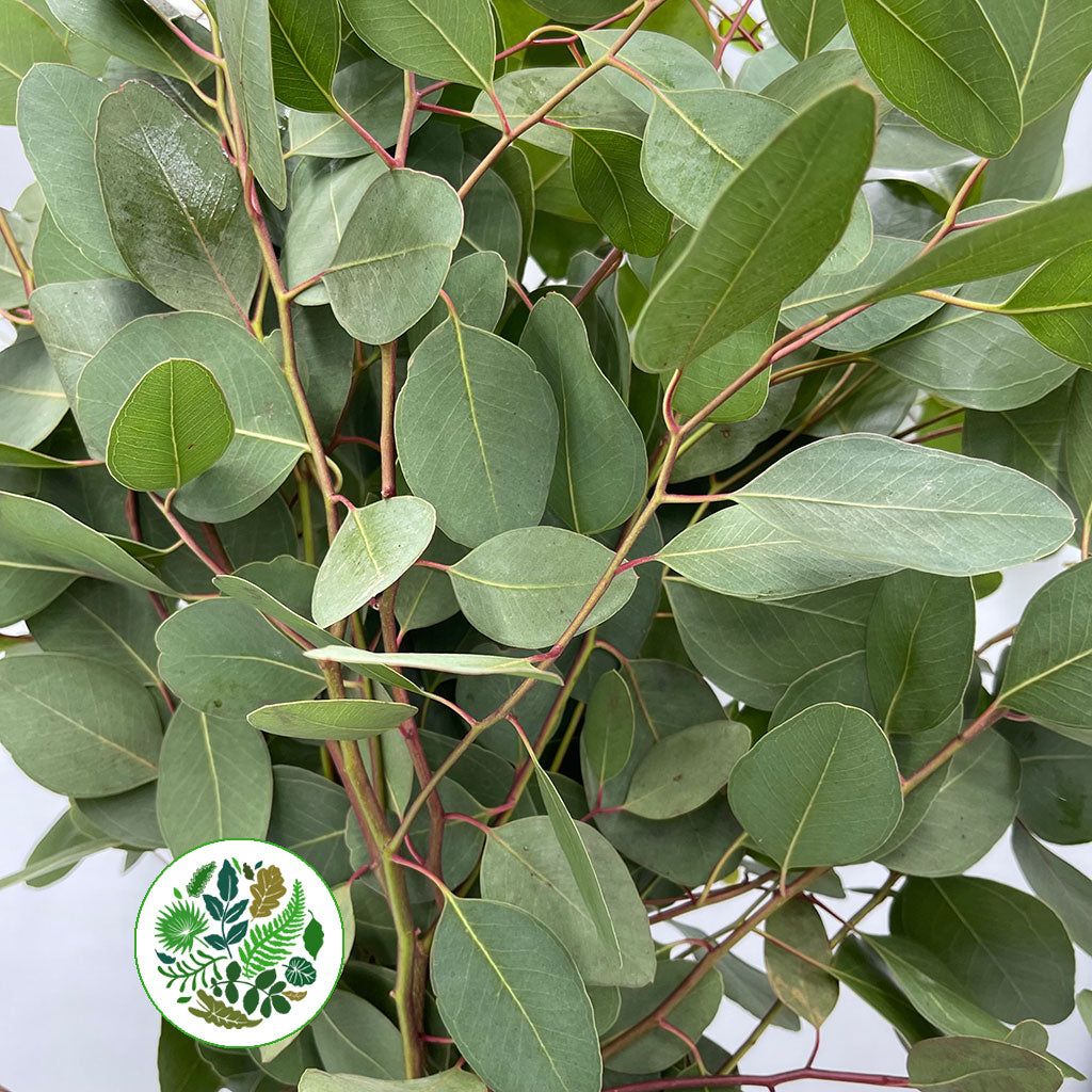 Eucalyptus &#39;Populus&#39; (Air) (Various Sizes)