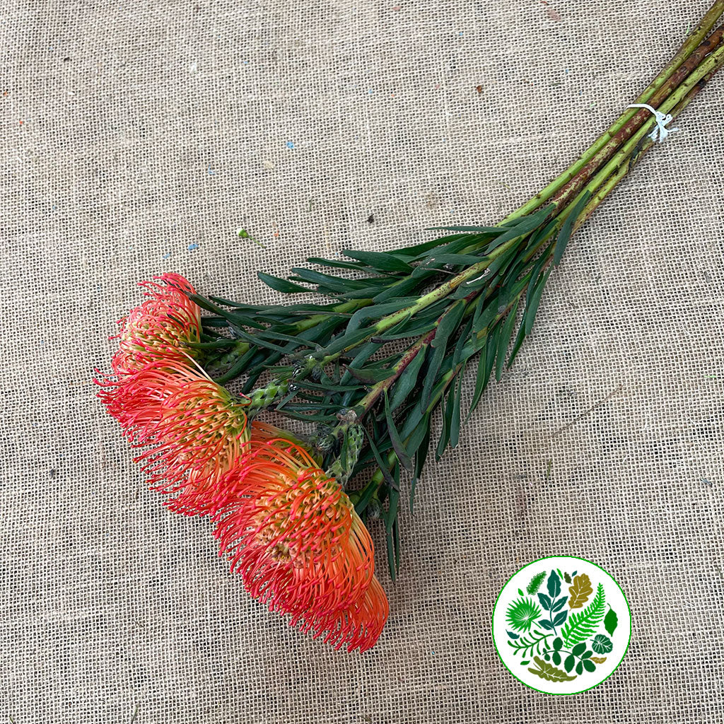 Pincushion Protea &#39;Succesion&#39; (Various Lengths)