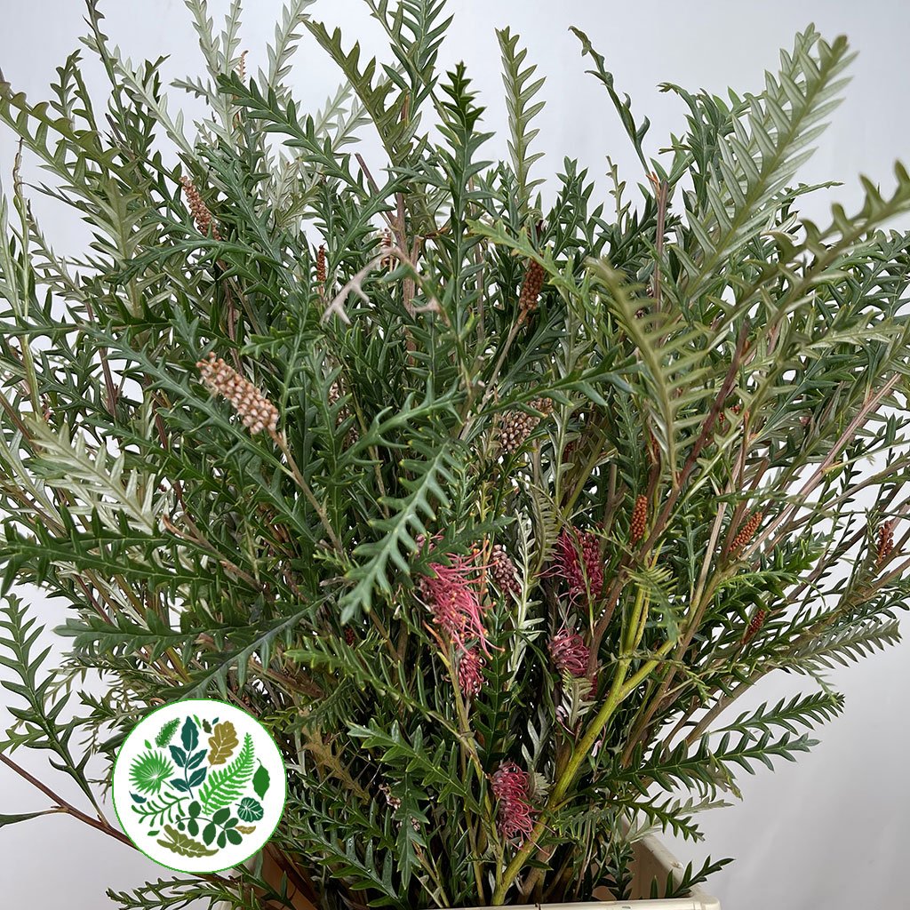 Grevillea &#39;Ivanhoe&#39; (Various Lengths)