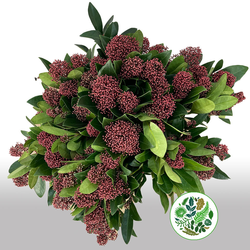 Skimmia &#39;Red&#39; (Various Lengths)