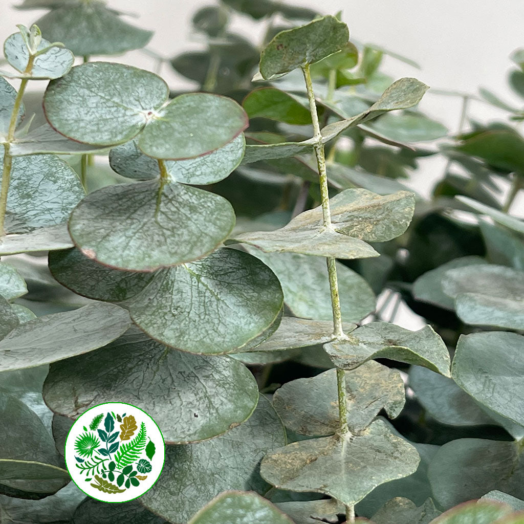 Eucalyptus &#39;Pulverulenta&#39; (Various Sizes)