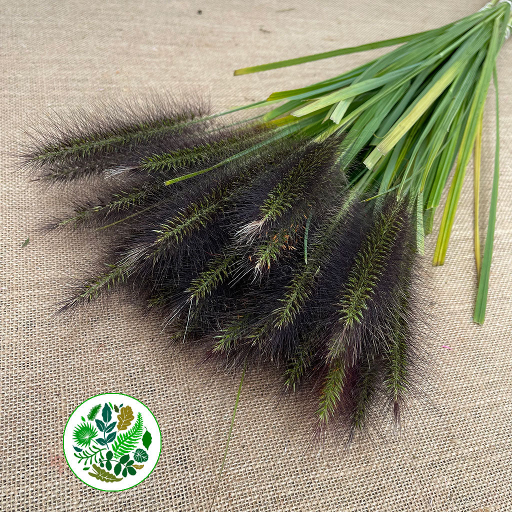 Grass &#39;Cat Tail&#39; (Red Paradise) (Various Sizes)