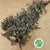 Rubrifolia 'Rose Foliage' (Cultivated E) (Various Lengths)