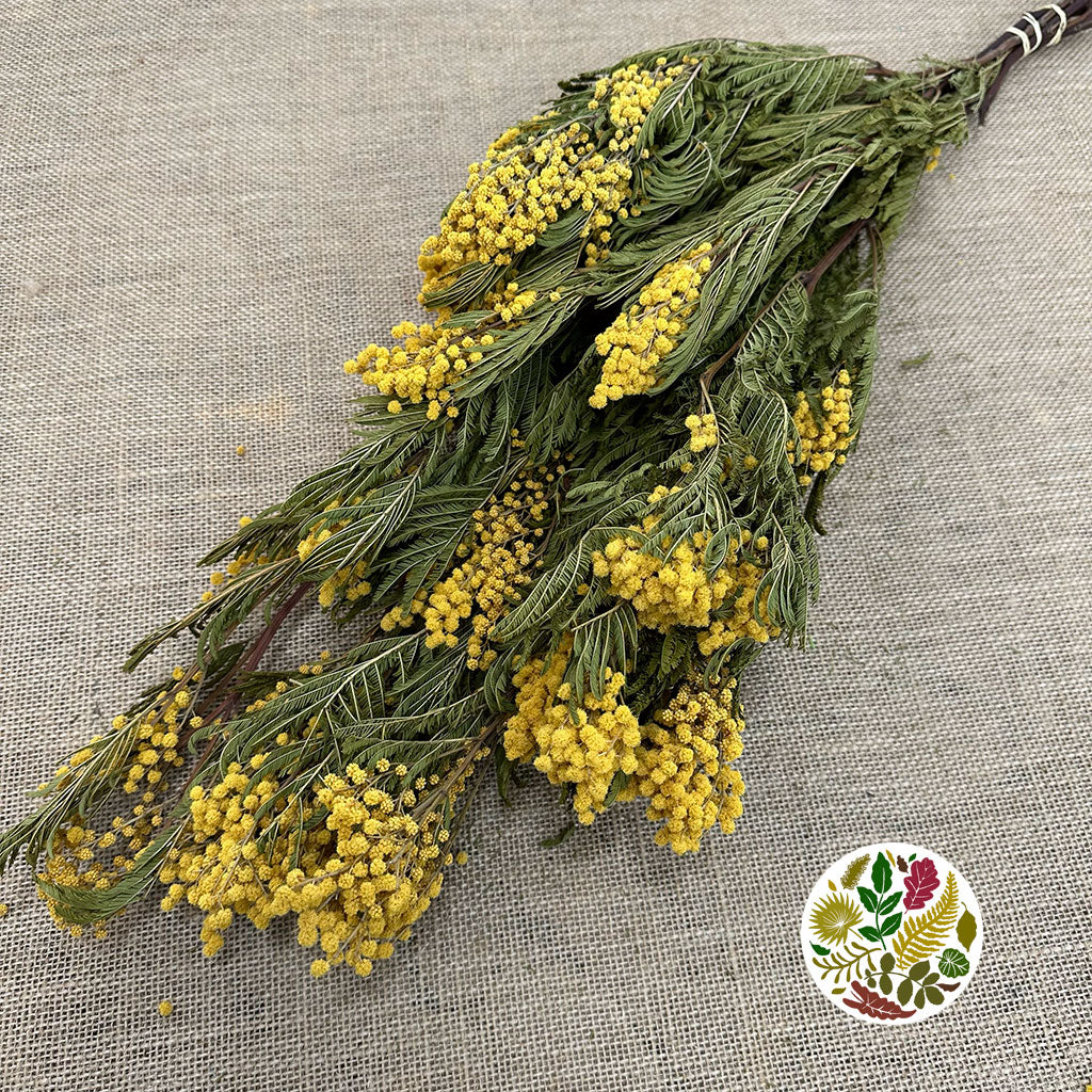 Mimosa &#39;Flower&#39; DRY (Natural Yellow)