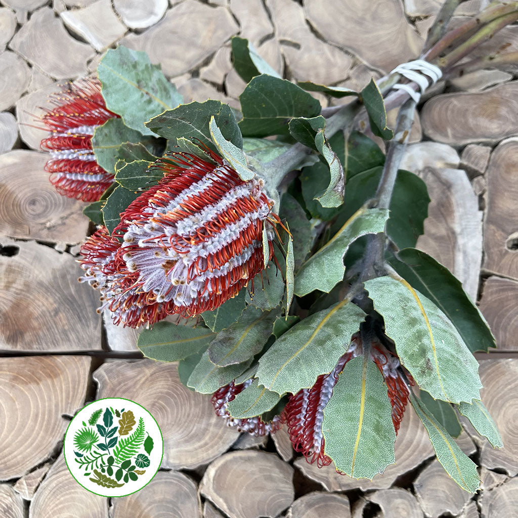 Protea &#39;Banksia&#39; (Coccinea) (Various Lengths)