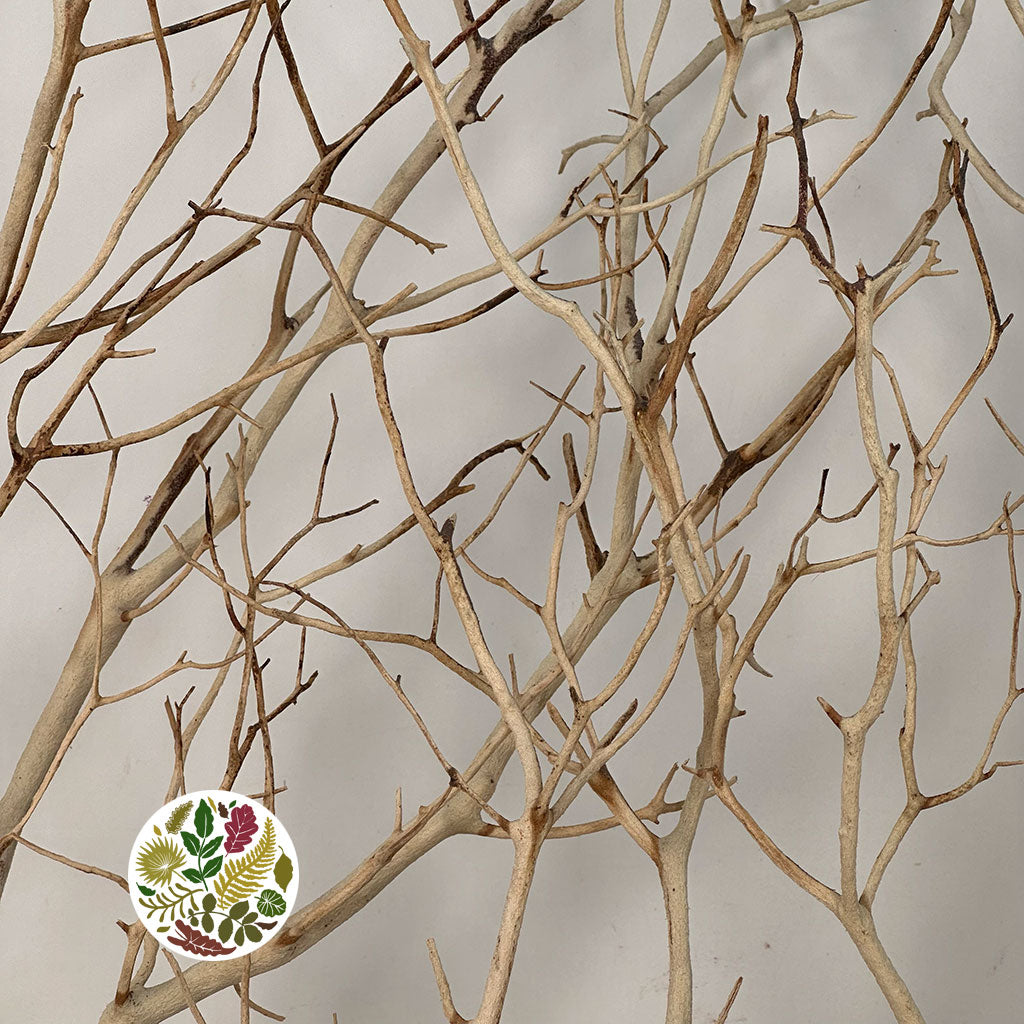 Twigs &#39;Manzanita&#39; (Bleached) (DRY) (Various Sizes)