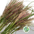 Grass 'Miscanthus' (Rotfelder Red) (Various Lengths)