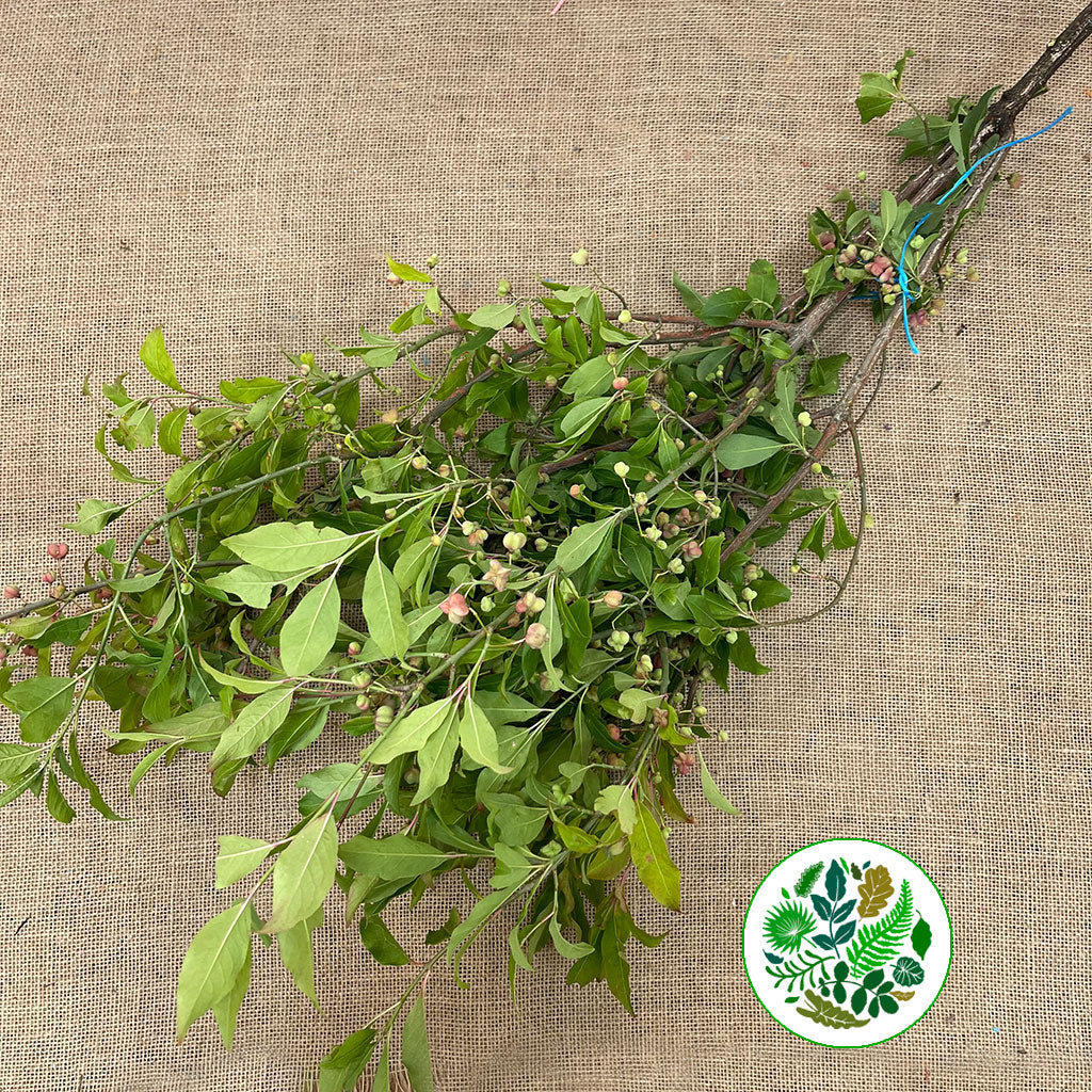 Spindle Berry (Wild) (Various Types)