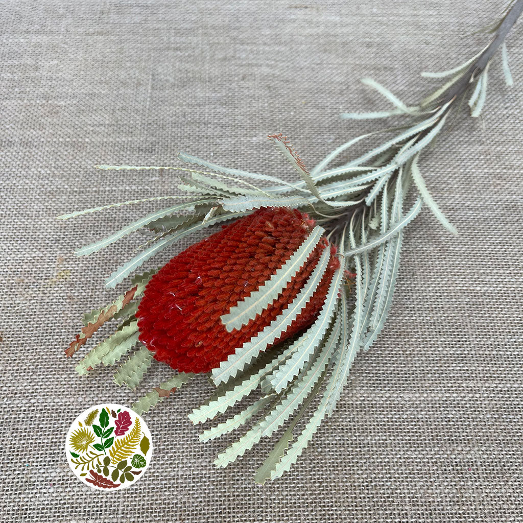 Protea &#39;Banksia&#39; (Hookeri) (Red) DRY (Various Lengths)