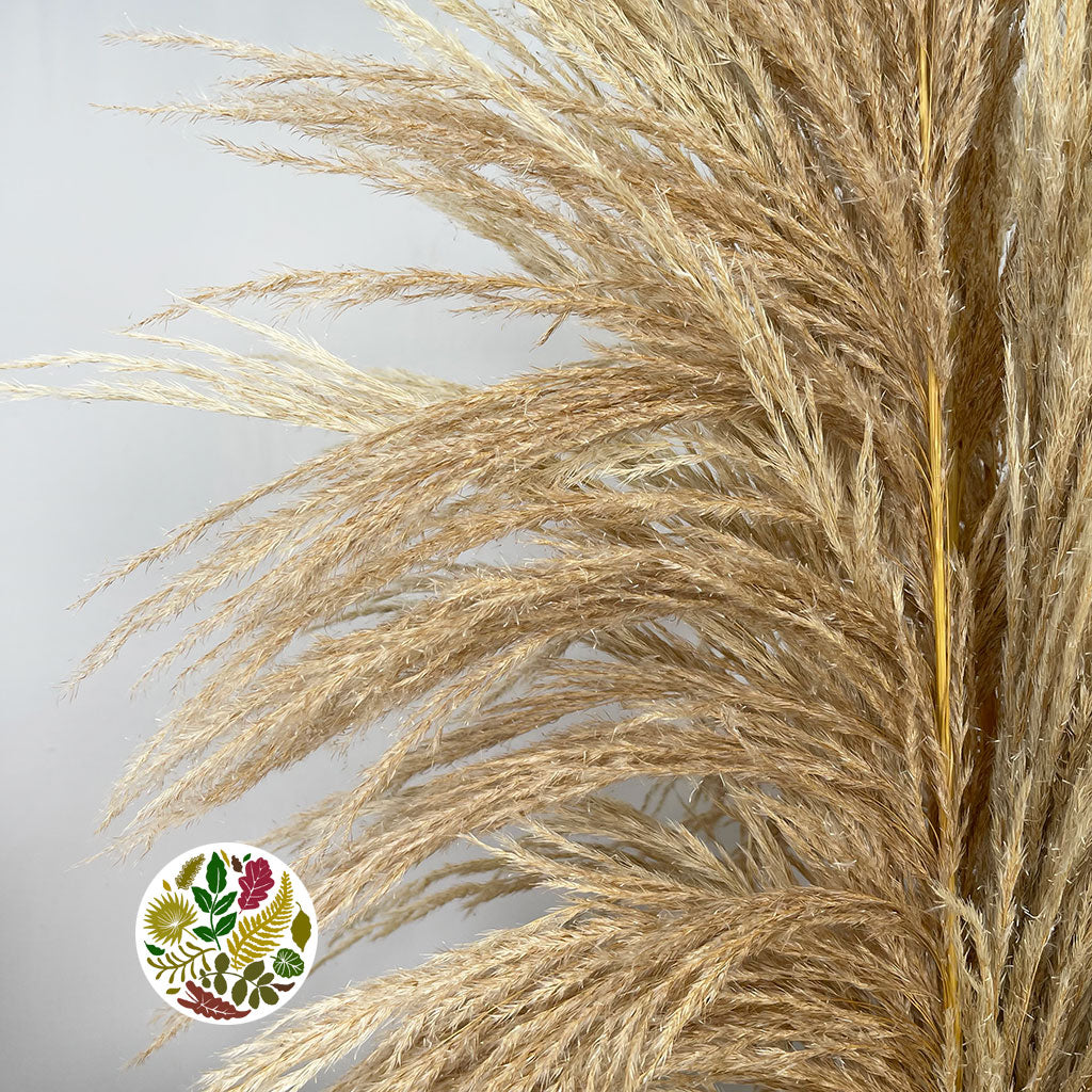 Grass &#39;Pampas&#39; (Sacuara) (Semi-Bleached) (DRY) (Various Sizes)