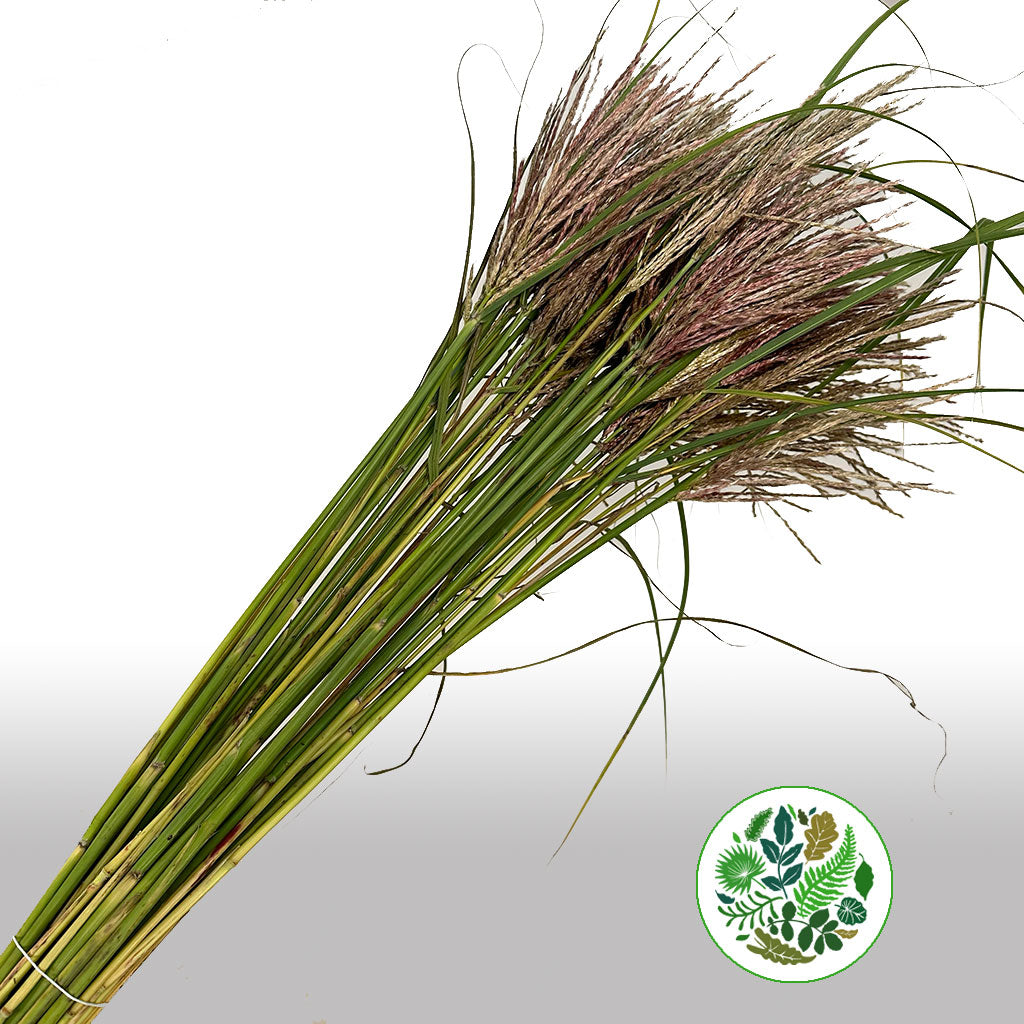 Grass &#39;Miscanthus&#39; (Rotfelder Red) (Various Lengths)