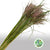 Grass 'Miscanthus' (Rotfelder Red) (Various Lengths)