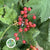 Viburnum 'Compacta Berried' (Cultivated) (Various Sizes)