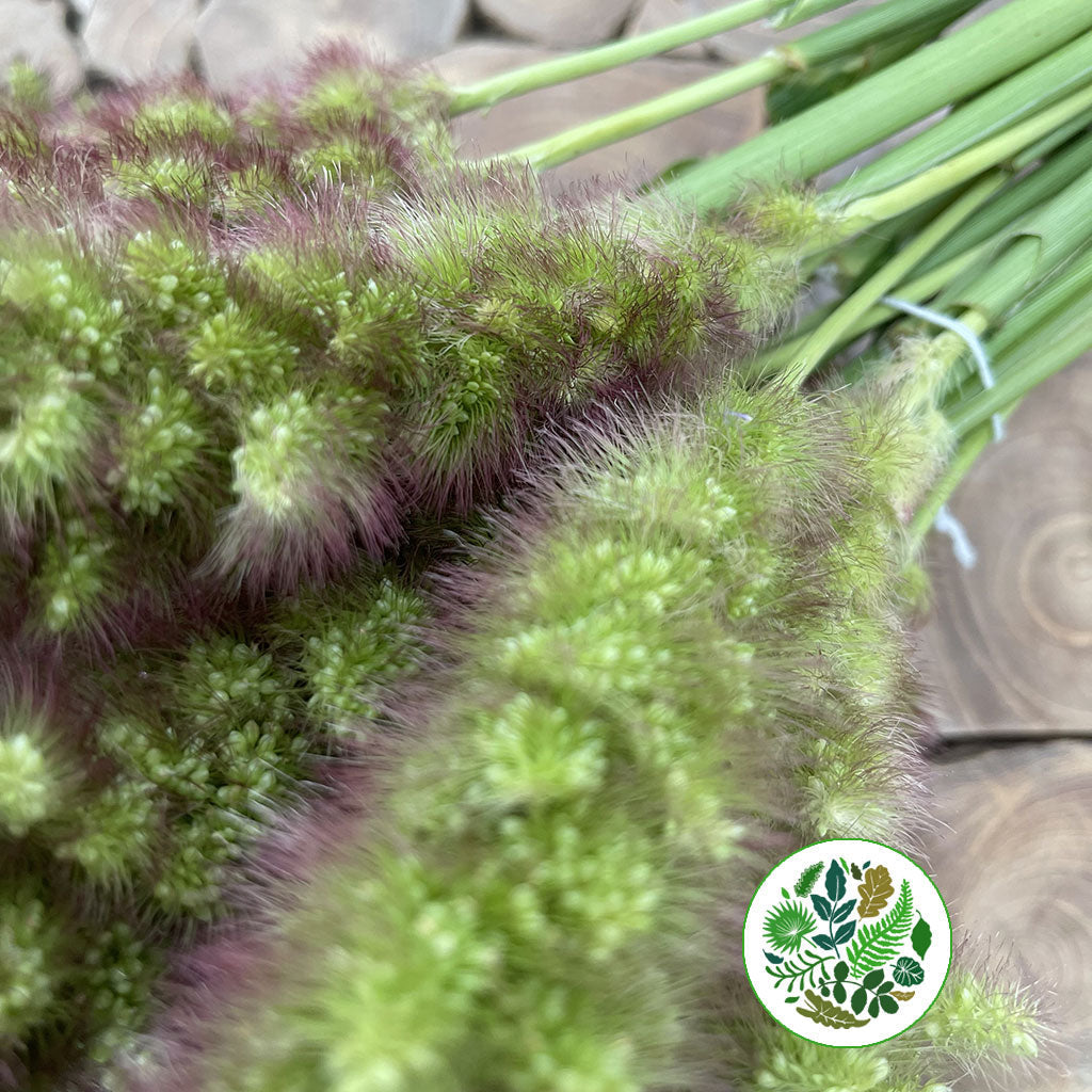 Setaria Italica &#39;Tomer&#39; Grass (Various Lengths)