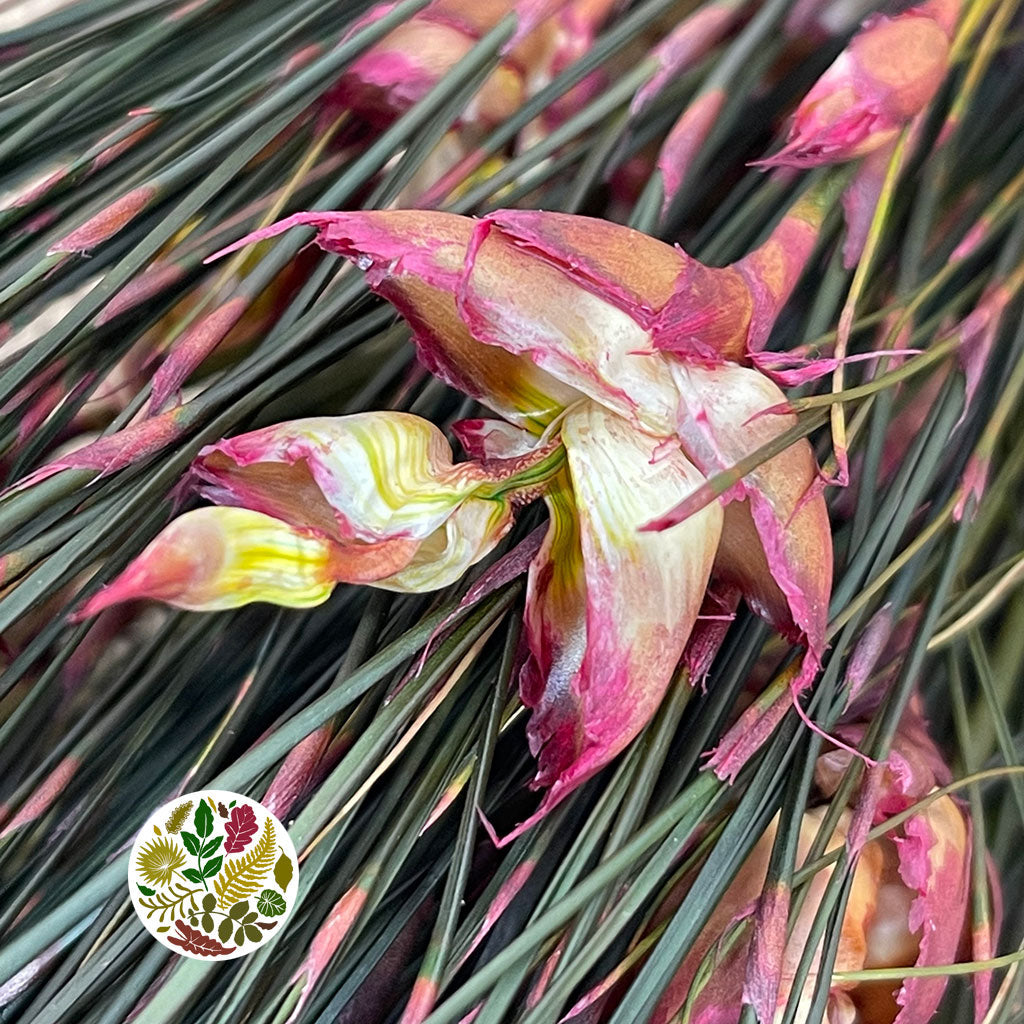 Grass &#39;Bell Grass&#39; (Preserved) (DRY) (Various Colours)