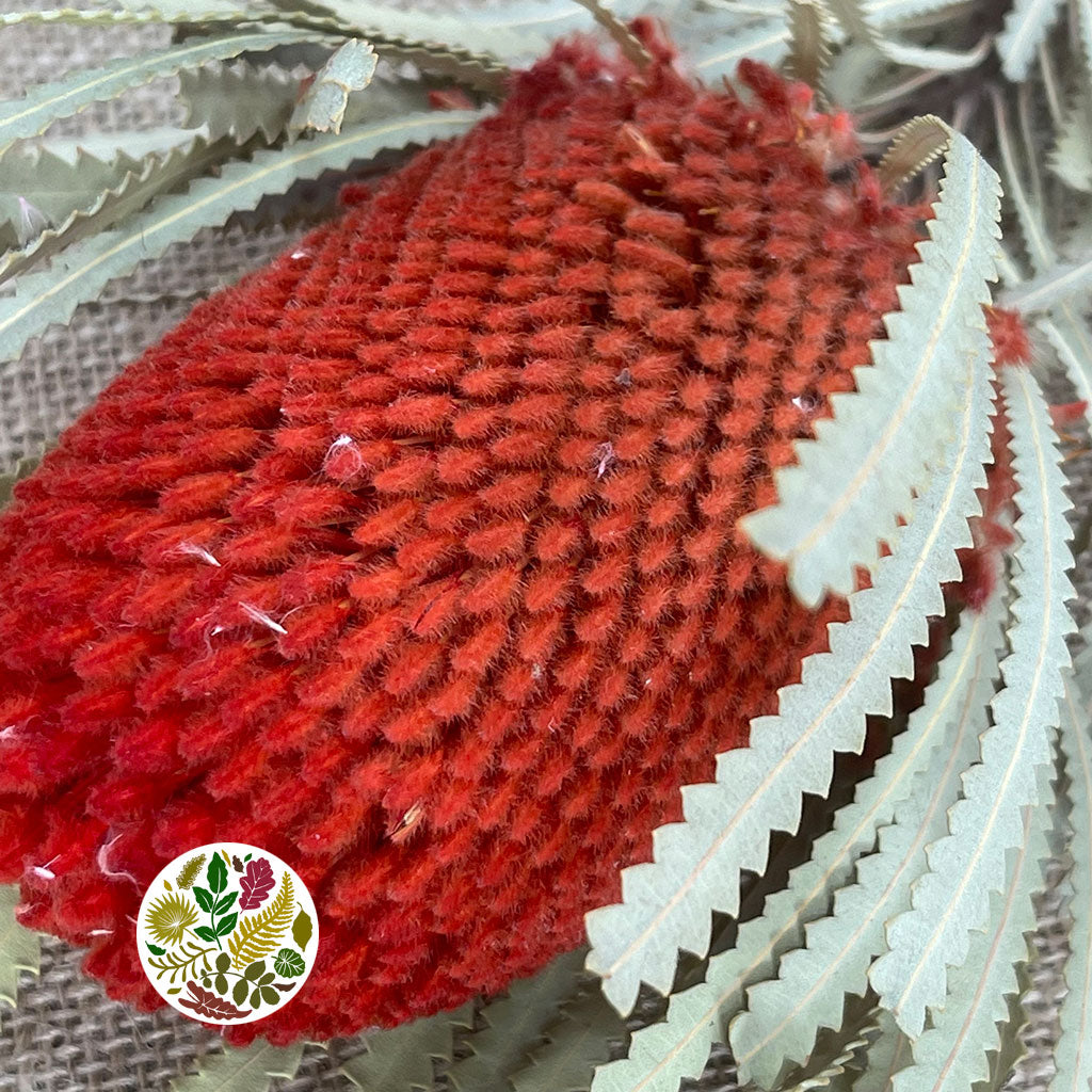 Protea &#39;Banksia&#39; (Hookeri) (Red) DRY (Various Lengths)