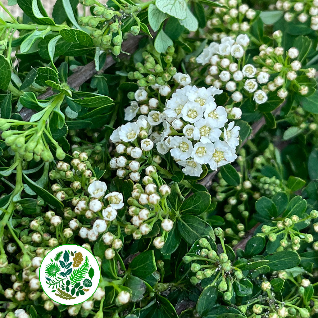 Spiraea (Wild) (Various Sizes)