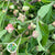 Spindle Berry (Cultivated E) (Various Sizes)