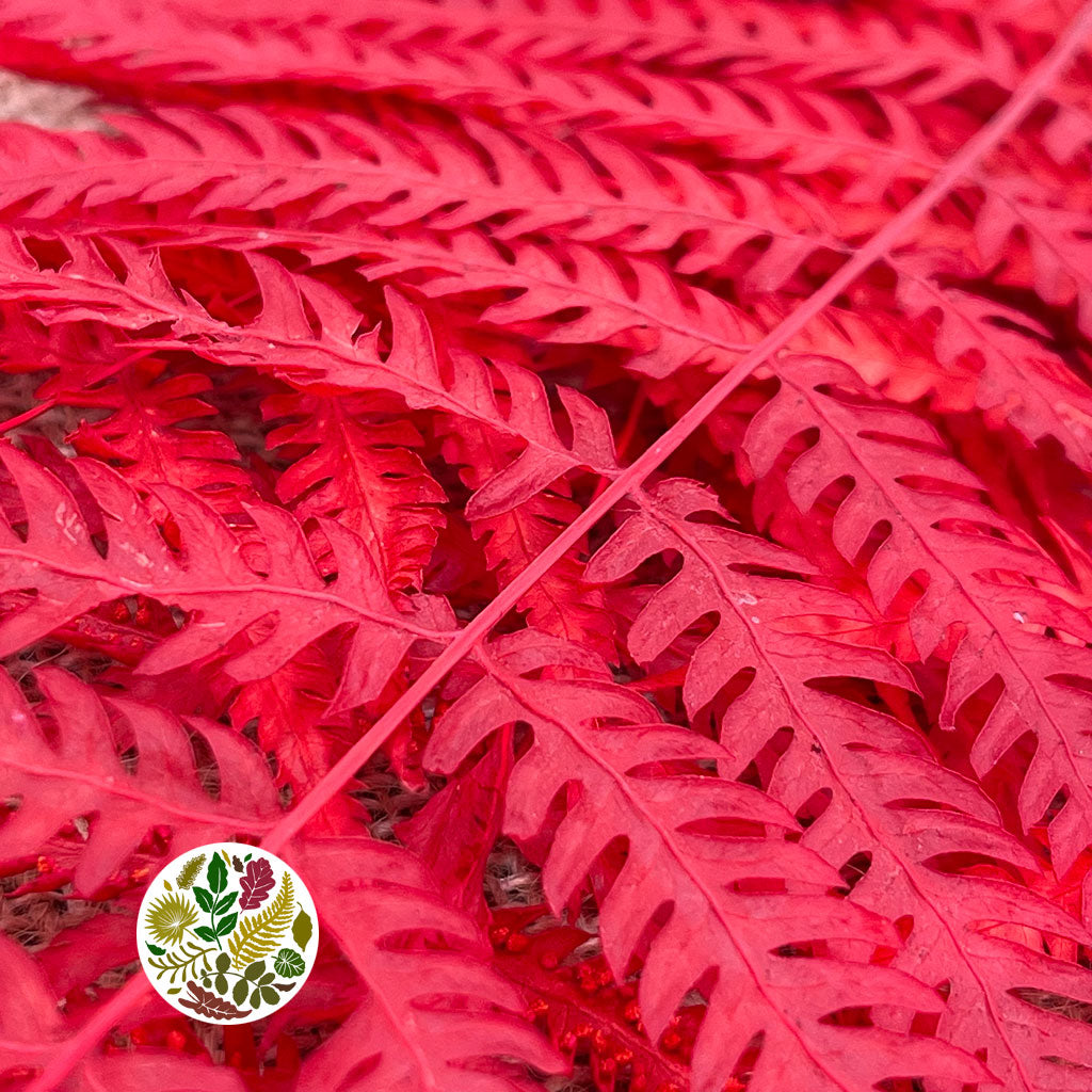 Fern &#39;Royal Fern&#39; (DRY) (Various Colours) 70cm (x5)