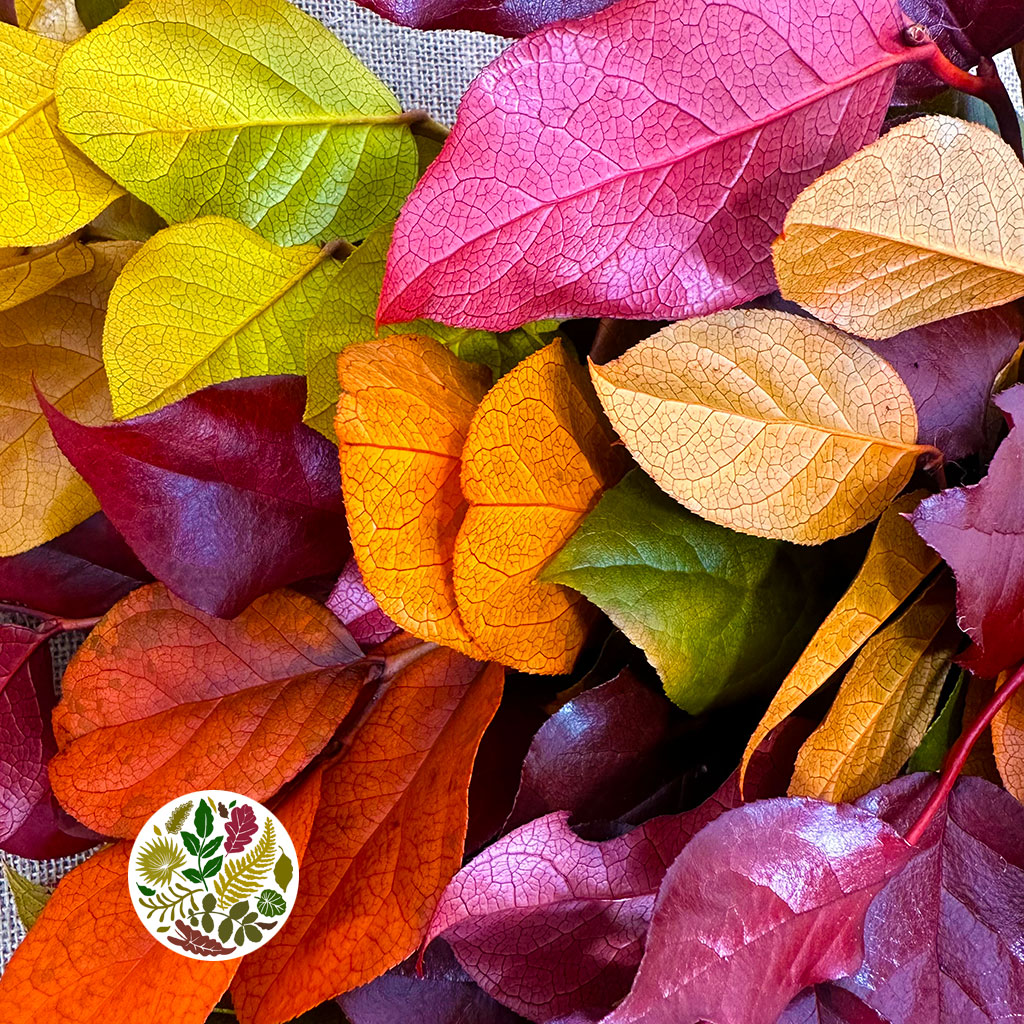 Salal &#39;Stabilised&#39; (Various Colours) (DRY) 50cm