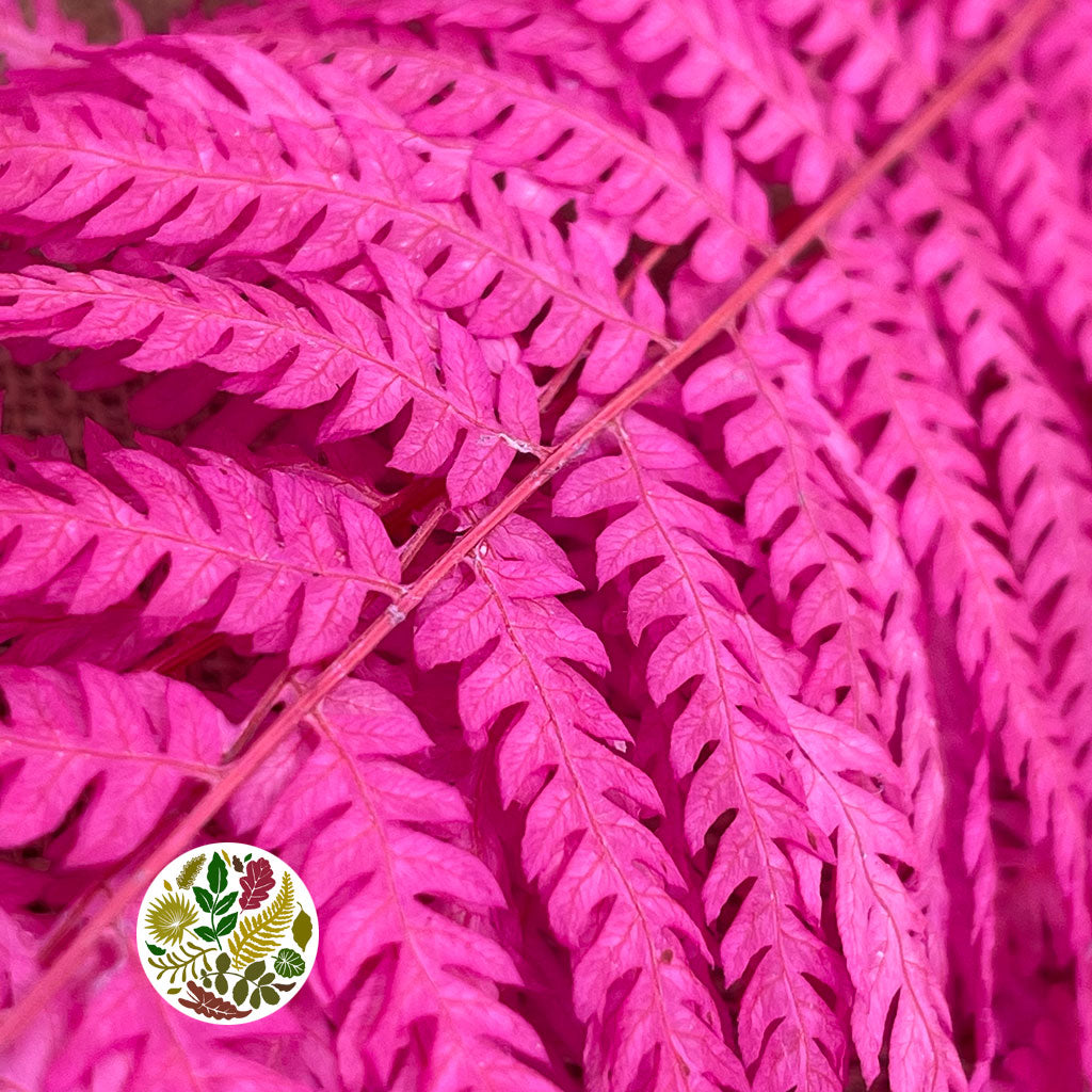 Fern &#39;Royal Fern&#39; (DRY) (Various Colours) 70cm (x5)