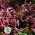 Leucothoe 'Rainbow' (Aspirated Red) (Different Sizes)