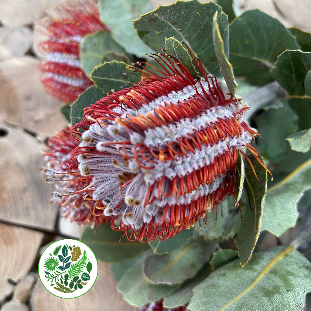 Protea &#39;Banksia&#39; (Coccinea) (Various Lengths)