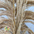 Grass 'Pampas' (Sacuara) (Semi-Bleached) (DRY) (Various Sizes)