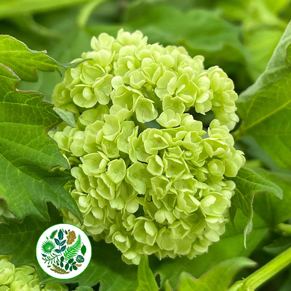 Viburnum &#39;Opulus Guelder&#39; (Wild) (Various Sizes)