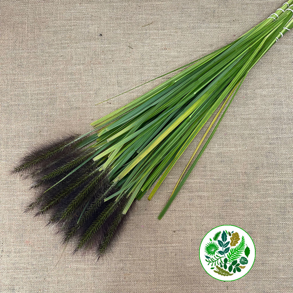 Grass &#39;Cat Tail&#39; (Red Paradise) (Various Sizes)