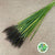 Grass 'Cat Tail' (Red Paradise) (Various Sizes)