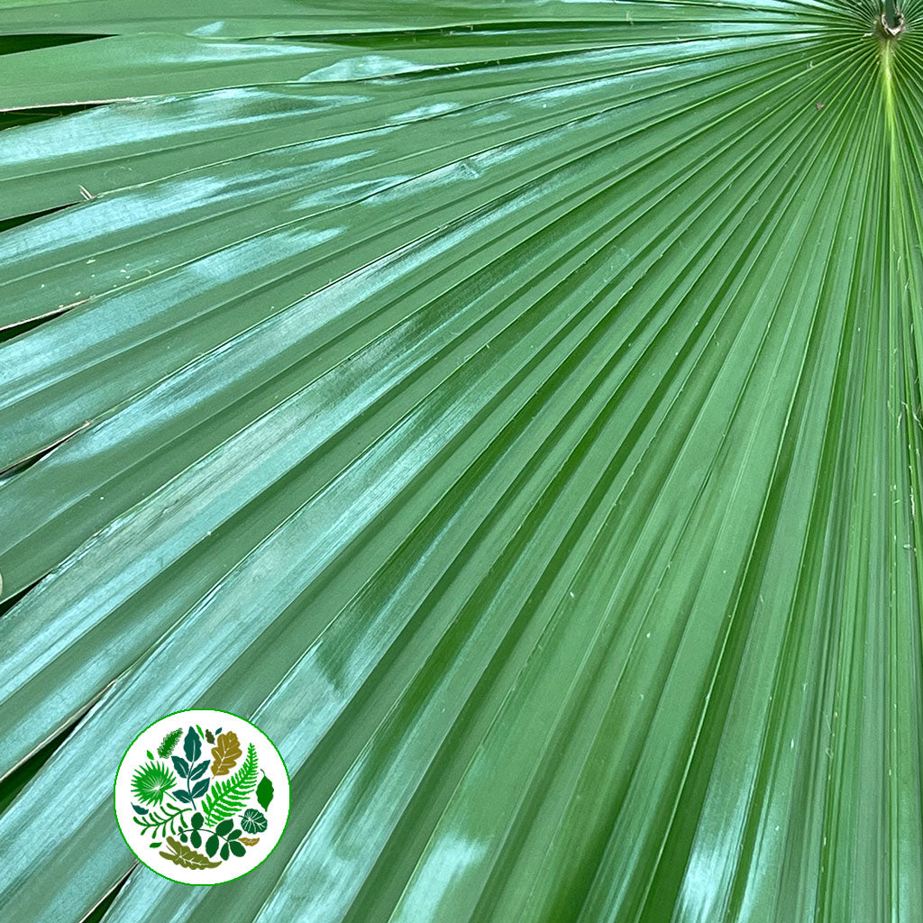 Palm &#39;Livistonia&#39; Rotundifolia Leaves (Various Sizes)