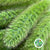 Setaria Italica 'Volle Melk' Grass (Various Lengths)
