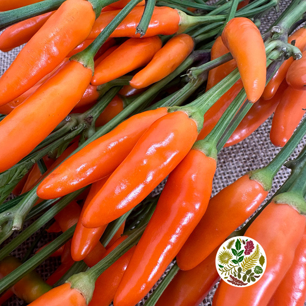 Pepper &#39;Capsicums&#39; (Mini Paprika) (Various Colours)